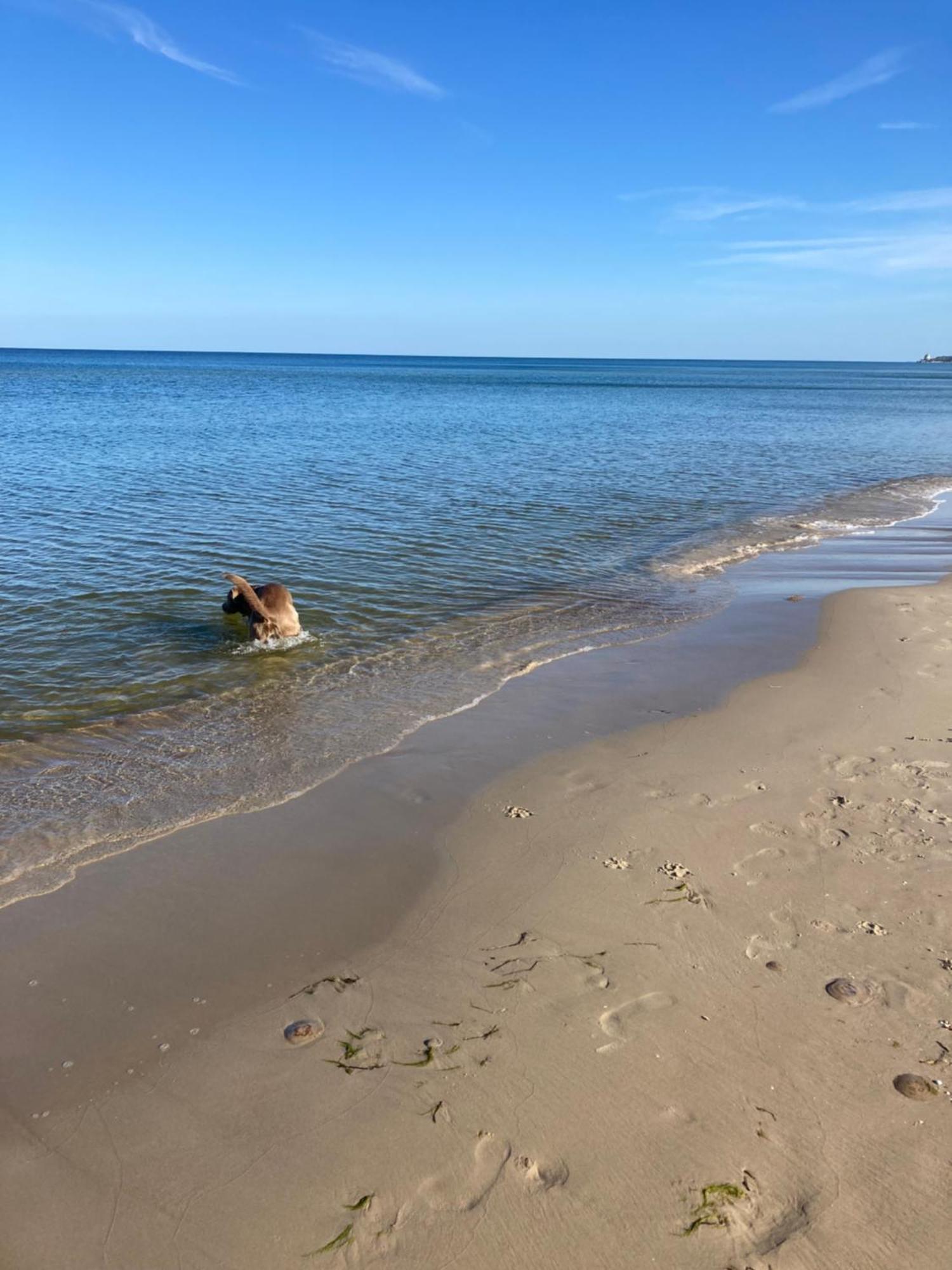 Reet Am Strand Mit Hund Karlshagen Exterior photo